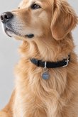 画像3: Maison Margiela メゾンマルジェラ ドッグカラー(犬用首輪){SA1VL0064P4455-T8013-BFA} (3)